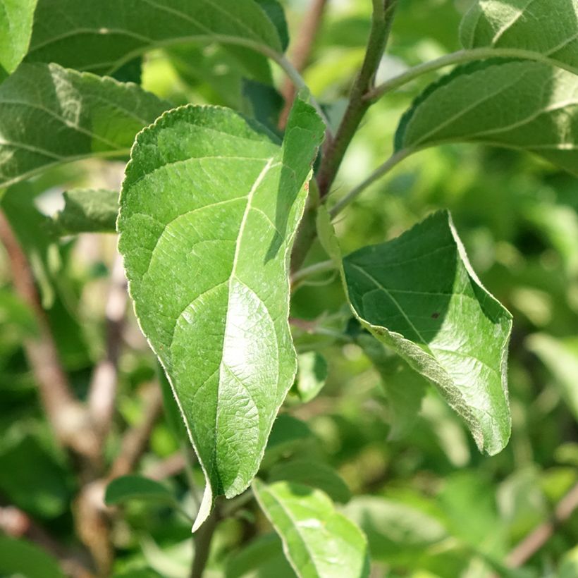 Appelboom Belchard (Blad)