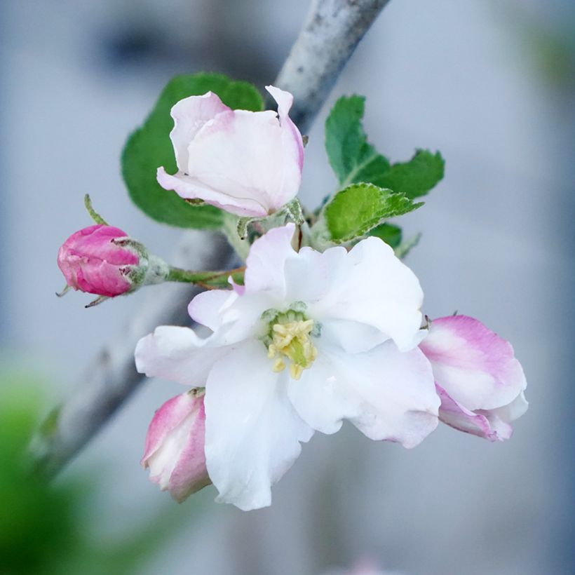 Appelboom Belle de Boskoop BIO (Bloei)