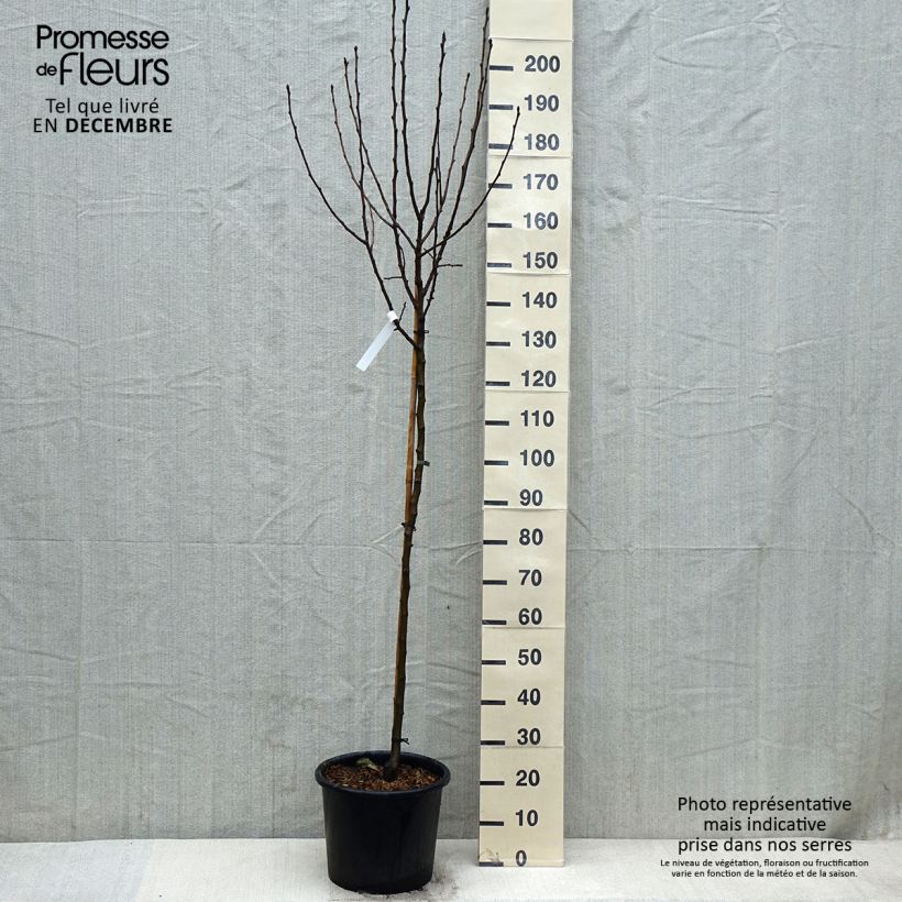 Exemplaar van Appelboom Belle de Boskoop Pot van 7,5 l/10 l, Half-hoge stam zoals geleverd in de winter