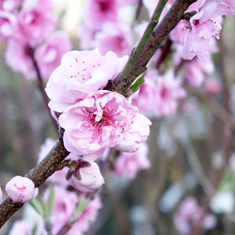 Appelboom Belle de Boskoop (Bloei)