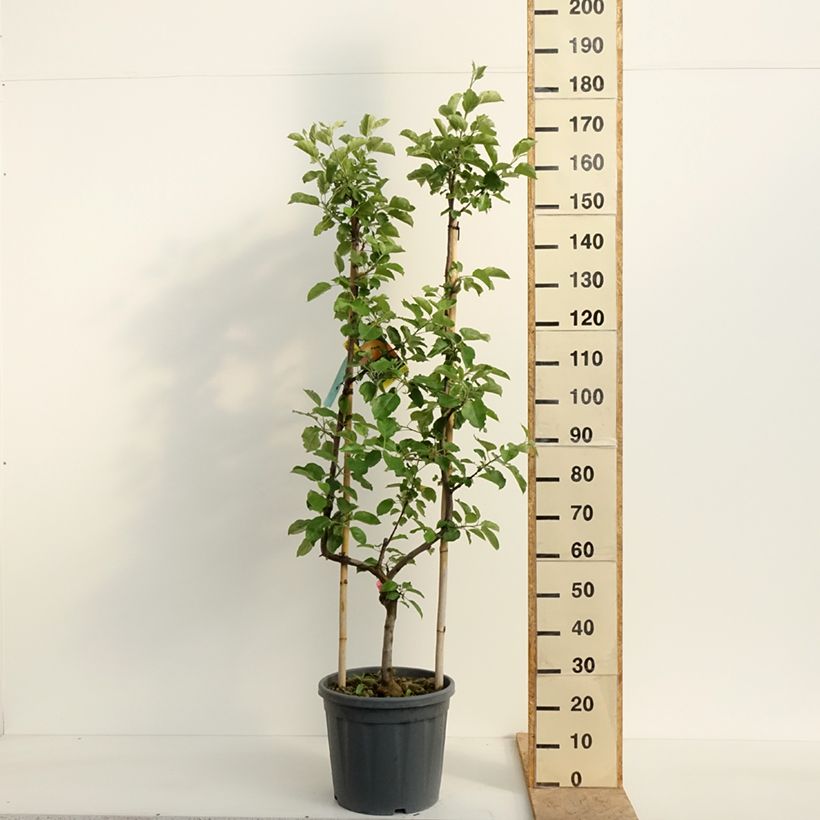 Exemplaar van Appelboom Belle de Boskoop Pot van 12 l/15 l, Enkel U-palmet zoals geleverd in de lente