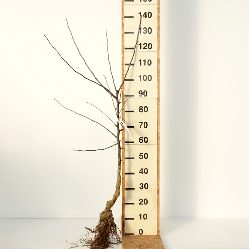 Exemplaar van Appelboom Belle de Boskoop Naakte wortel, Kelkvormig zoals geleverd in de winter