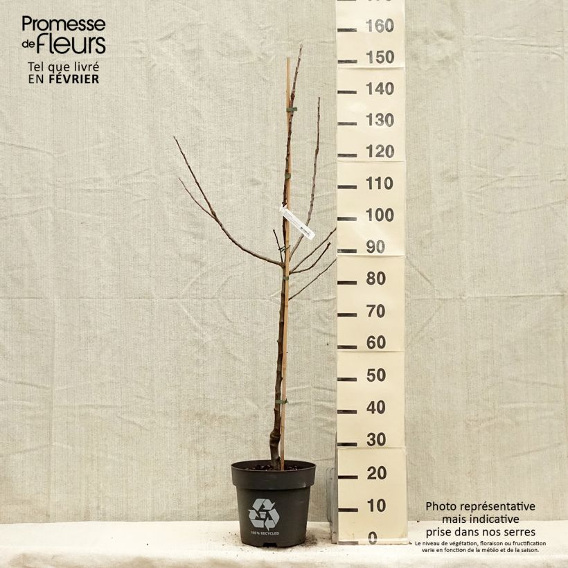 Exemplaar van Pommier Blush rosette - pomme sanguine Pot de 7,5L/10L, Gobelet zoals geleverd in de winter