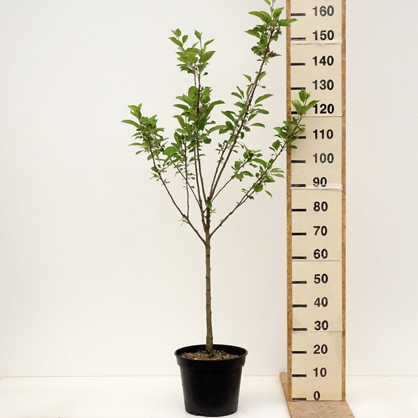 Exemplaar van Bloedappelboom Blush Rosette Pot van 7,5 l/10 l, Kelkvormig zoals geleverd in de lente