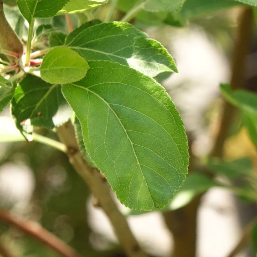 Bloedappelboom Blush Rosette (Blad)