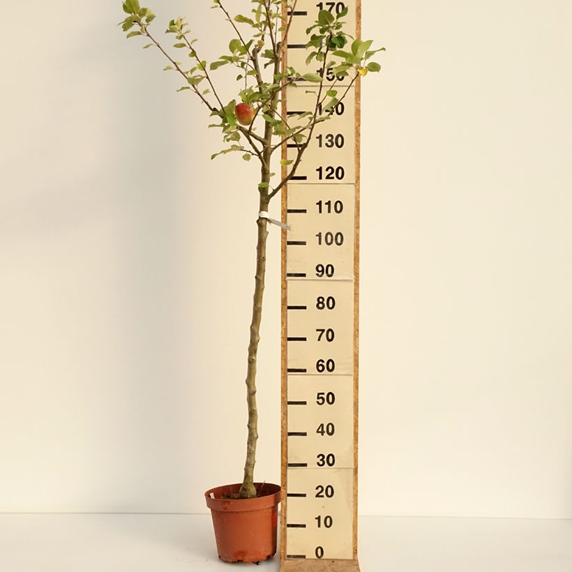 Exemplaar van Appelboom Bon père Pot van 7,5 l/10 l, Onderstam zoals geleverd in de zomer