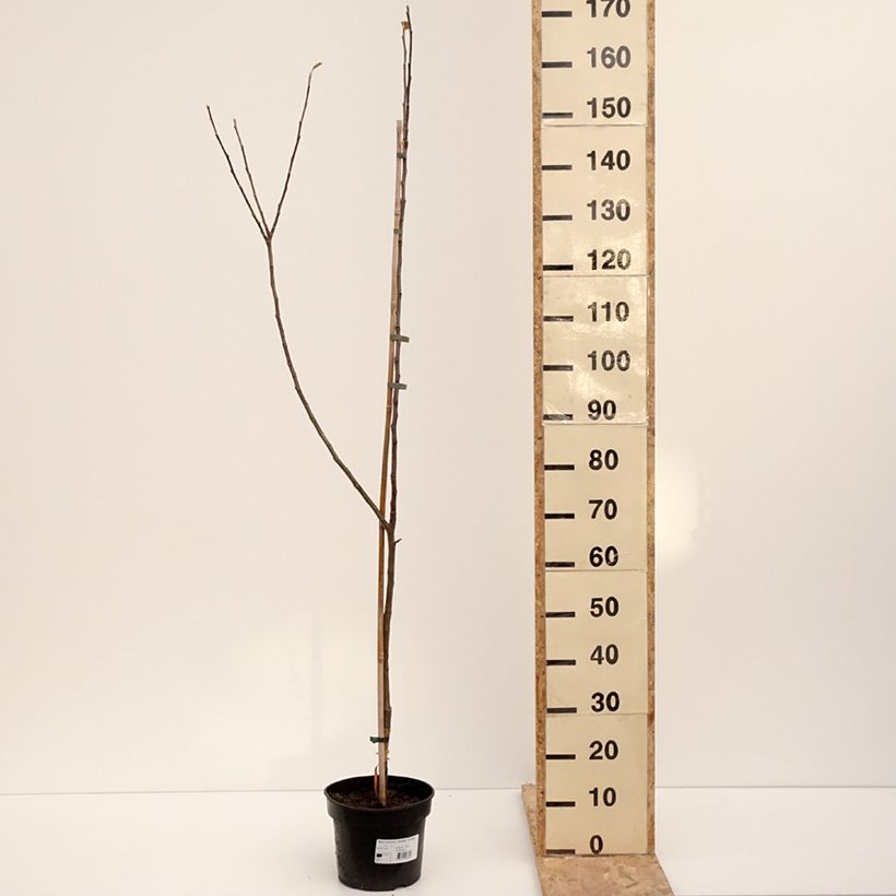 Exemplaar van Appelboom Bramley's Seedling - Malus domestica Pot van 4 l/5 l, Onderstam zoals geleverd in de winter