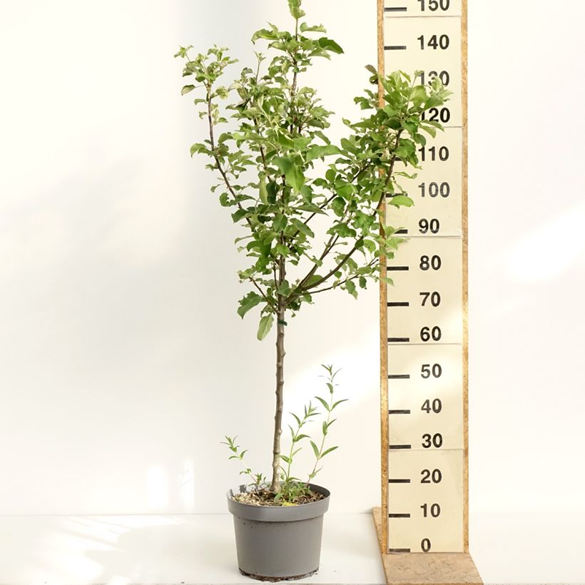 Exemplaar van Appelboom Rode Winter Calville Pot van 7,5 l/10 l, Kelkvormig zoals geleverd in de lente