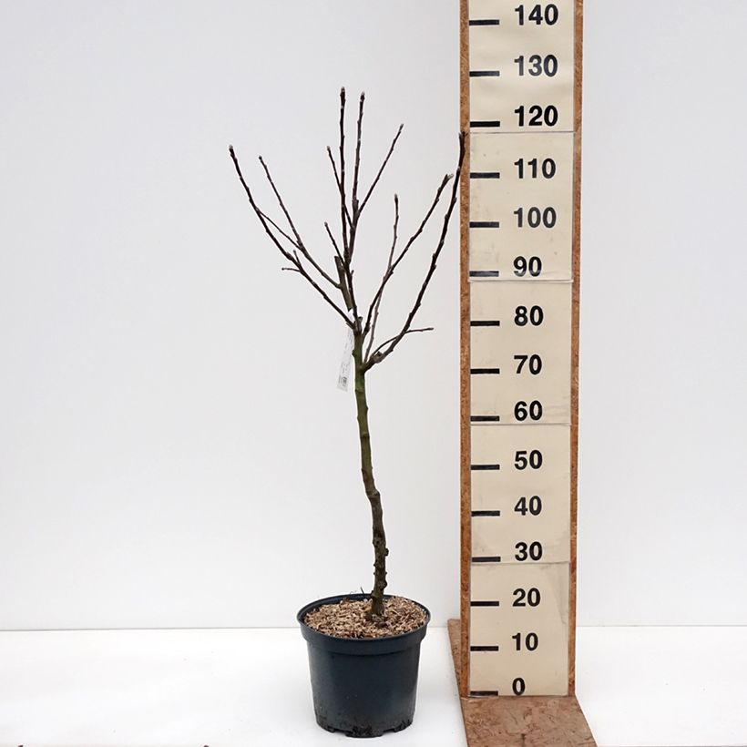 Exemplaar van Appelboom Rode Winter Calville Pot van 7,5 l/10 l, Kelkvormig zoals geleverd in de winter