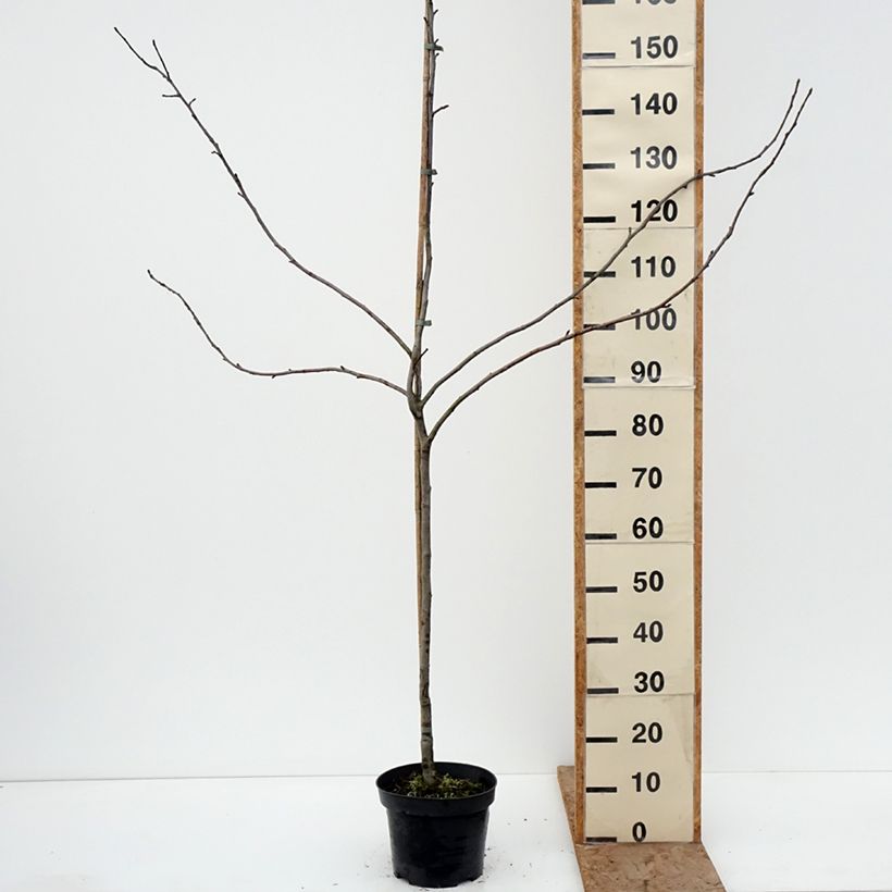 Exemplaar van Appelboom Charłamowskie Pot van 4 l/5 l, Onderstam zoals geleverd in de winter