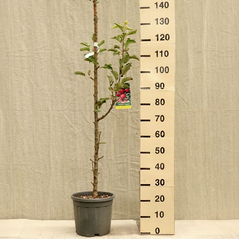 Exemplaar van Zuilvormige appelboom Maypole Pot van 7,5 l/10 l, Zuilvormig zoals geleverd in de herfst