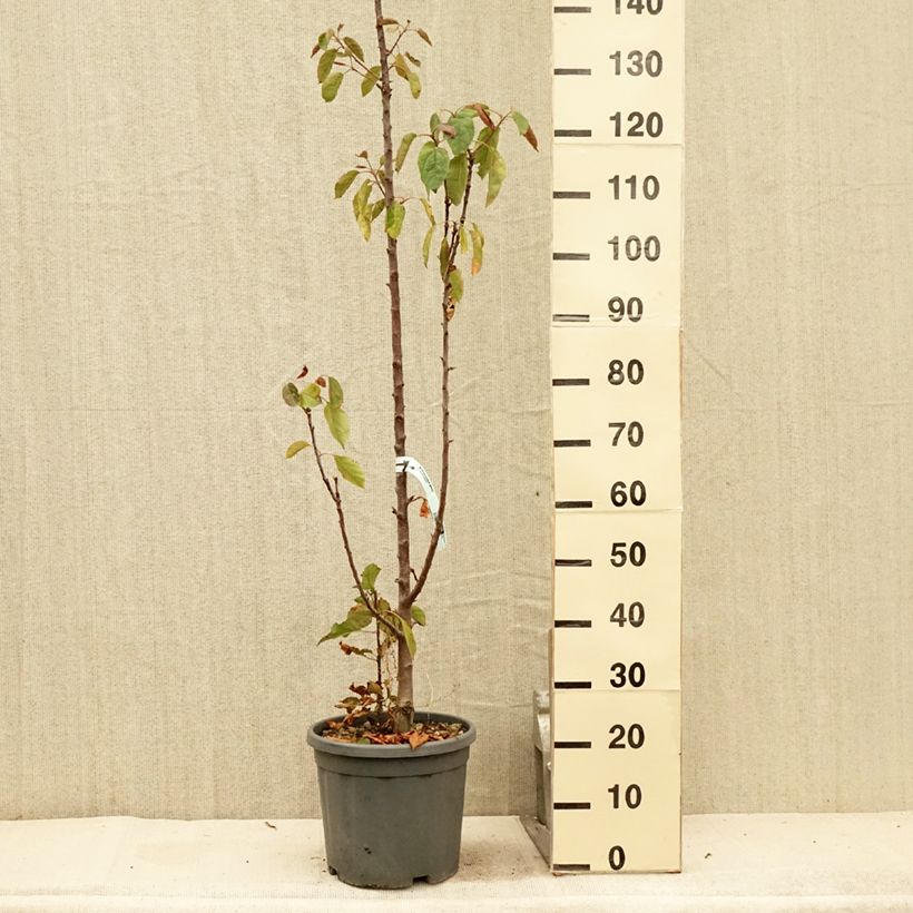 Exemplaar van Zuilvormige appelboom Maypole Pot van 7,5 l/10 l, Zuilvormig zoals geleverd in de zomer