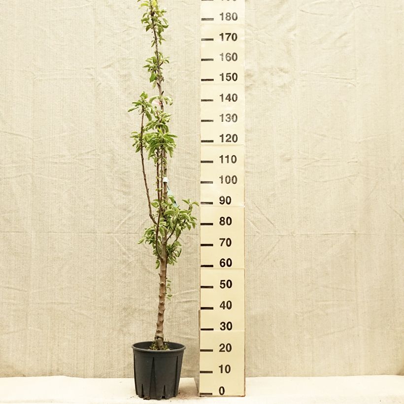 Exemplaar van Zuilvormige appelboom Ballerina Polka Pot van 7,5 l/10 l, Zuilvormig zoals geleverd in de lente