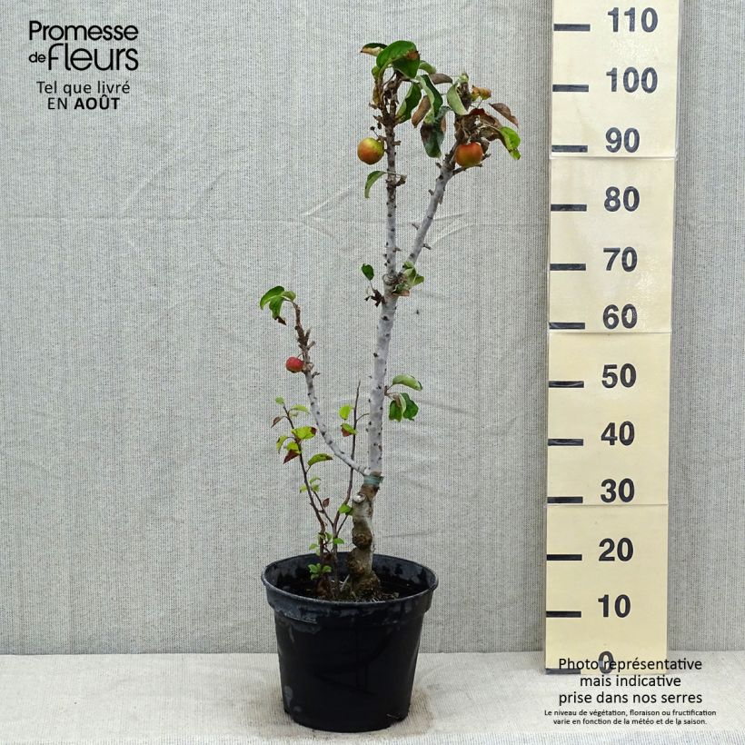 Exemplaar van Zuilvormige appelboom Ballerina Waltz Pot van 7,5 l/10 l, Zuilvormig zoals geleverd in de zomer