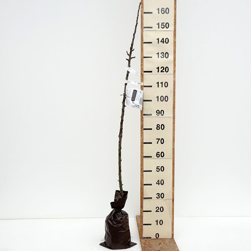 Exemplaar van Zuilvormige appelboom Cheverny - Georges Delbard Plantklare kluit, Zuilvormig zoals geleverd in de winter