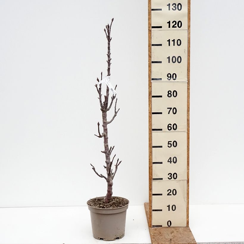 Exemplaar van Zuilvormige appelboom Cheverny - Georges Delbard Pot van 7,5 l/10 l zoals geleverd in de winter