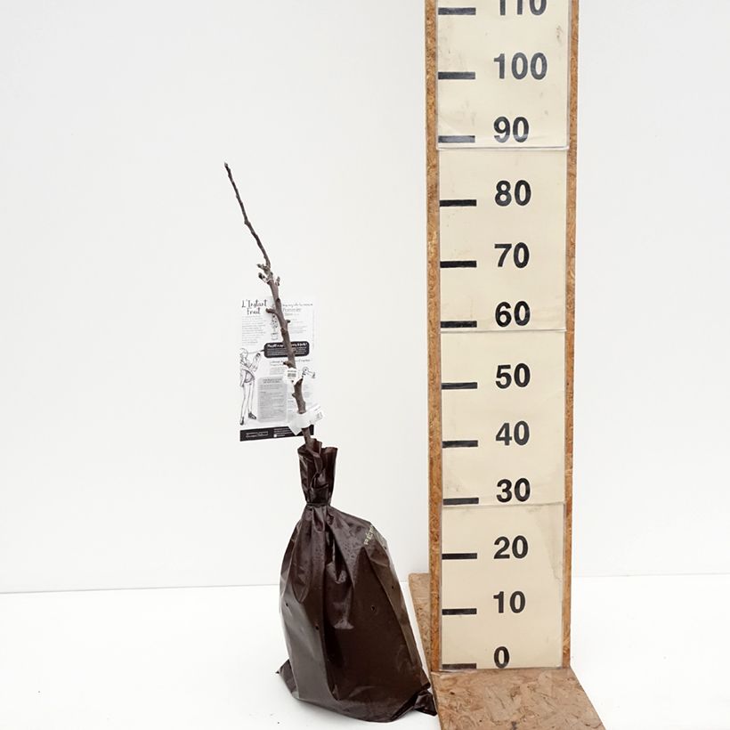 Exemplaar van Zuilvormige appelboom Chinon - Georges Delbard Plantklare kluit, Zuilvormig zoals geleverd in de winter