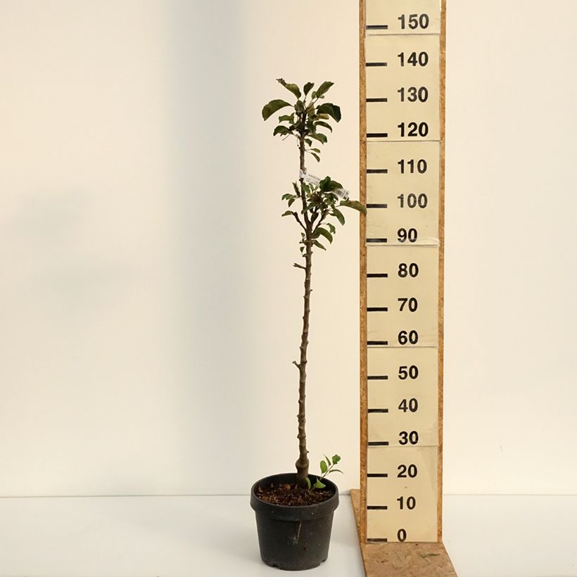 Exemplaar van Zuilvormige appelboom Chinon - Georges Delbard Pot van 7,5 l/10 l zoals geleverd in de zomer