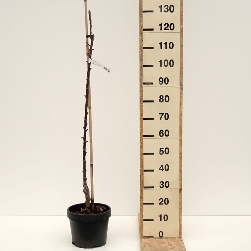 Exemplaar van Zuilvormige appelboom Chinon - Georges Delbard Pot van 7,5 l/10 l zoals geleverd in de winter