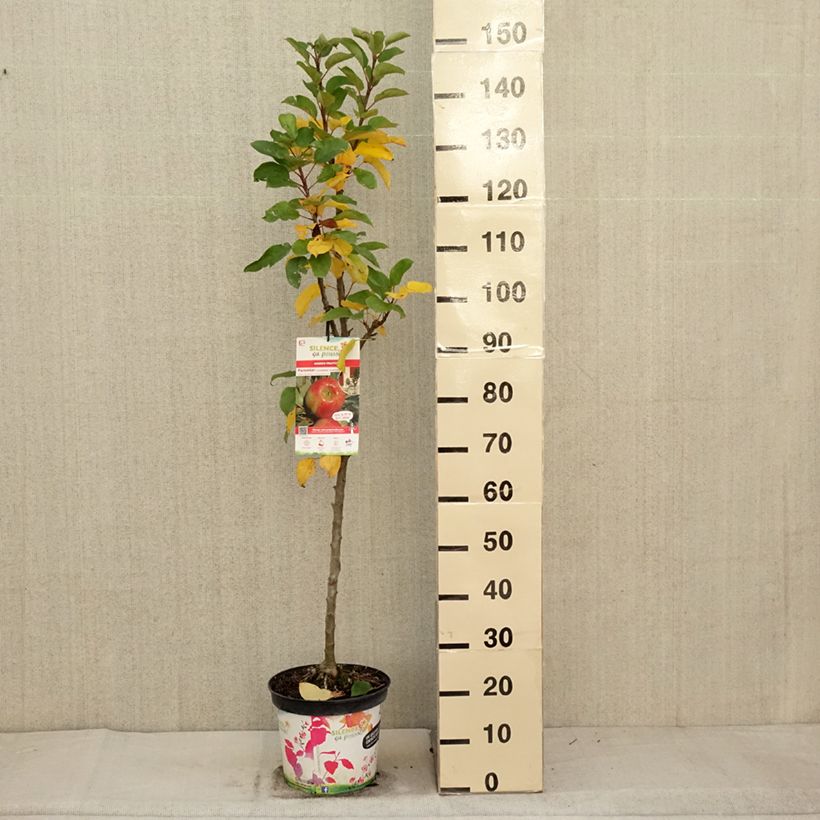 Exemplaar van Zuilvormige appelboom Rhapsodie Pot van 6 l/7 l, Zuilvormig zoals geleverd in de herfst