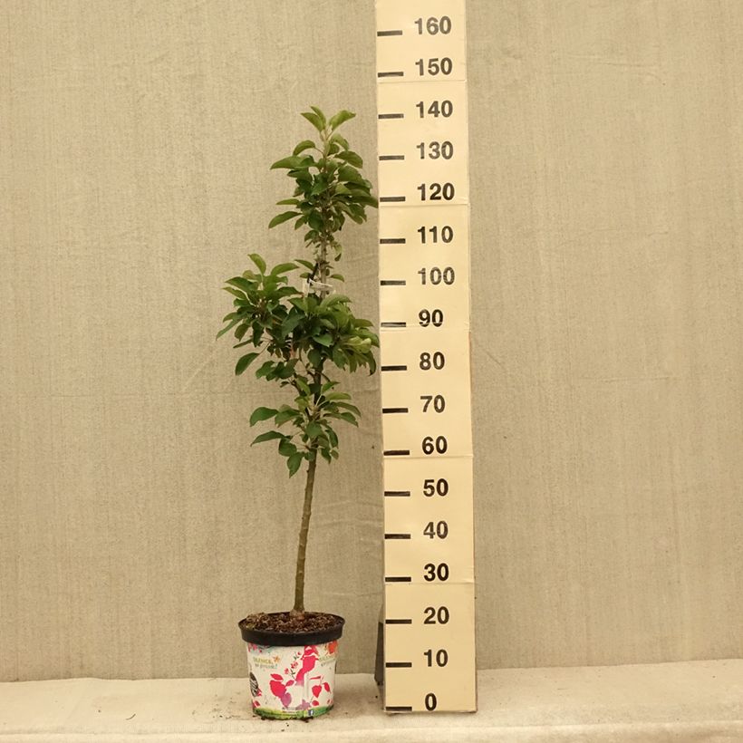 Exemplaar van Zuilvormige appelboom Rhapsodie Pot van 6 l/7 l, Zuilvormig zoals geleverd in de zomer