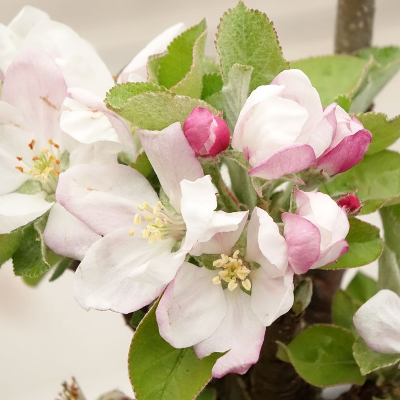 Zuilvormige appelboom Rhapsodie (Bloei)