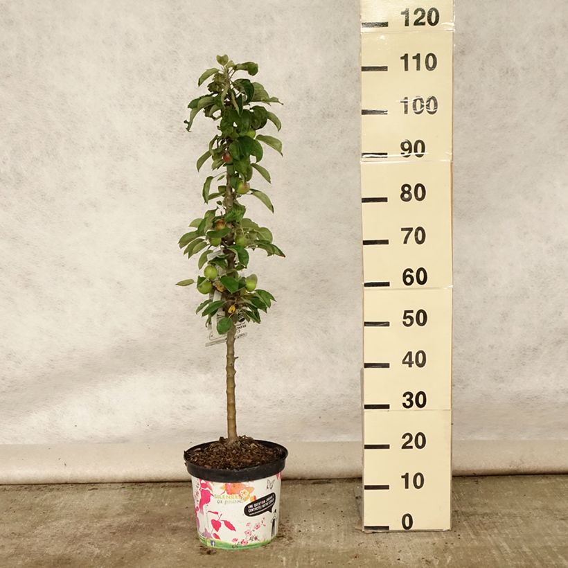 Exemplaar van Zuilvormige appelboom Rondo Pot van 6 l/7 l, Zuilvormig zoals geleverd in de zomer