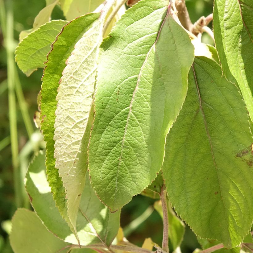 Zuilvormige appelboom Villandry Georges Delbard (Blad)