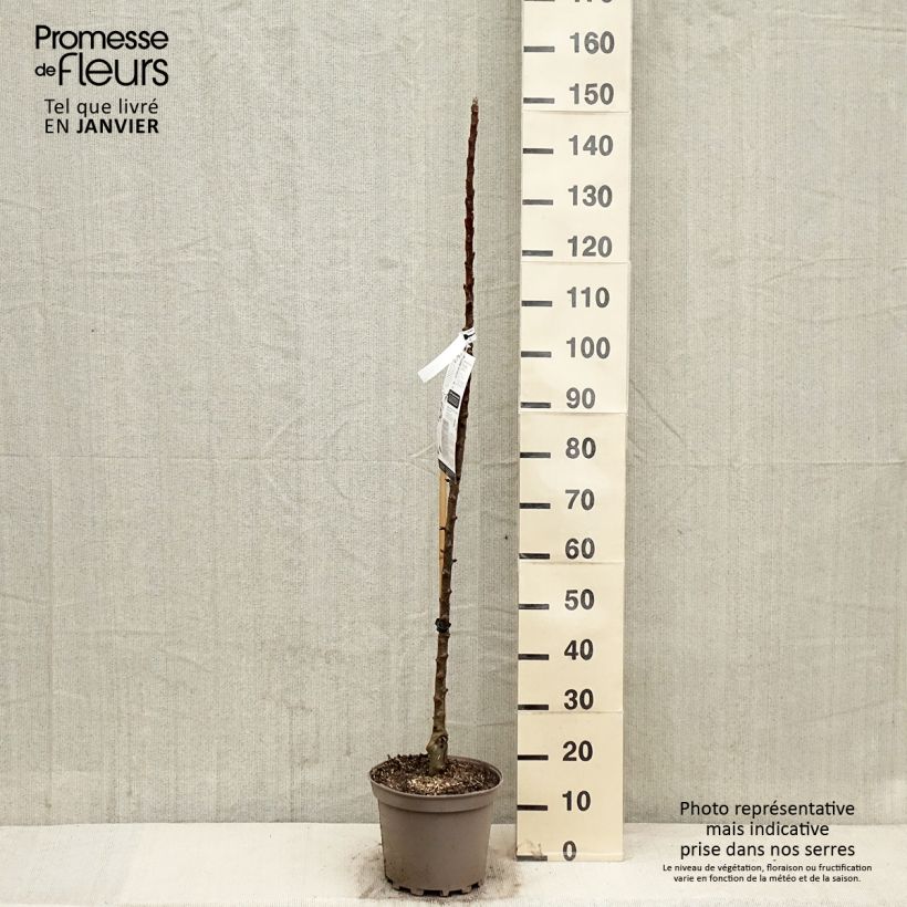 Exemplaar van Zuilvormige appelboom Villandry Georges Delbard Pot van 7,5 l/10 l, Zuilvormig zoals geleverd in de winter