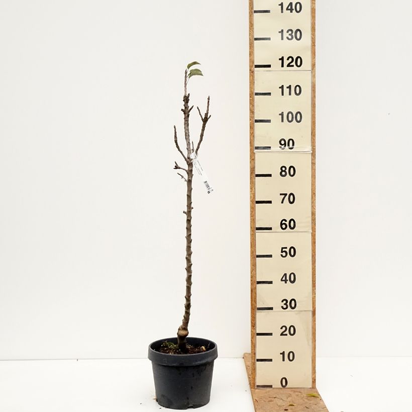 Exemplaar van Zuilvormige appelboom Villandry Georges Delbard Pot van 7,5 l/10 l, Zuilvormig zoals geleverd in de herfst