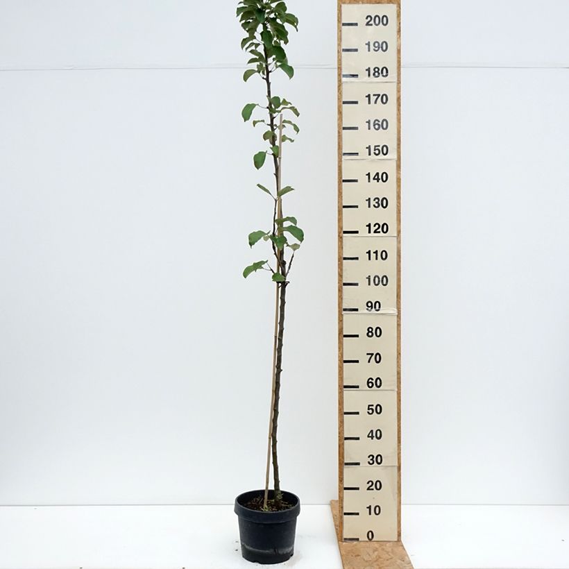 Exemplaar van Zuilvormige appelboom Villandry Georges Delbard Pot van 7,5 l/10 l, Zuilvormig zoals geleverd in de zomer