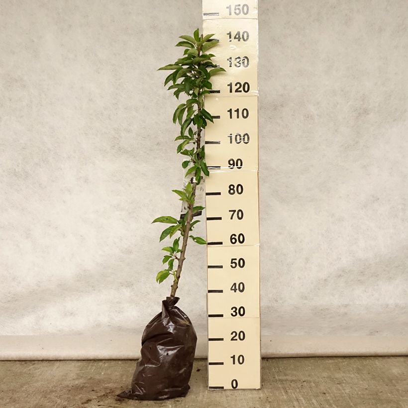 Exemplaar van Zuilvormige appelboom Courson - Georges Delbard Plantklare kluit, Zuilvormig zoals geleverd in de zomer