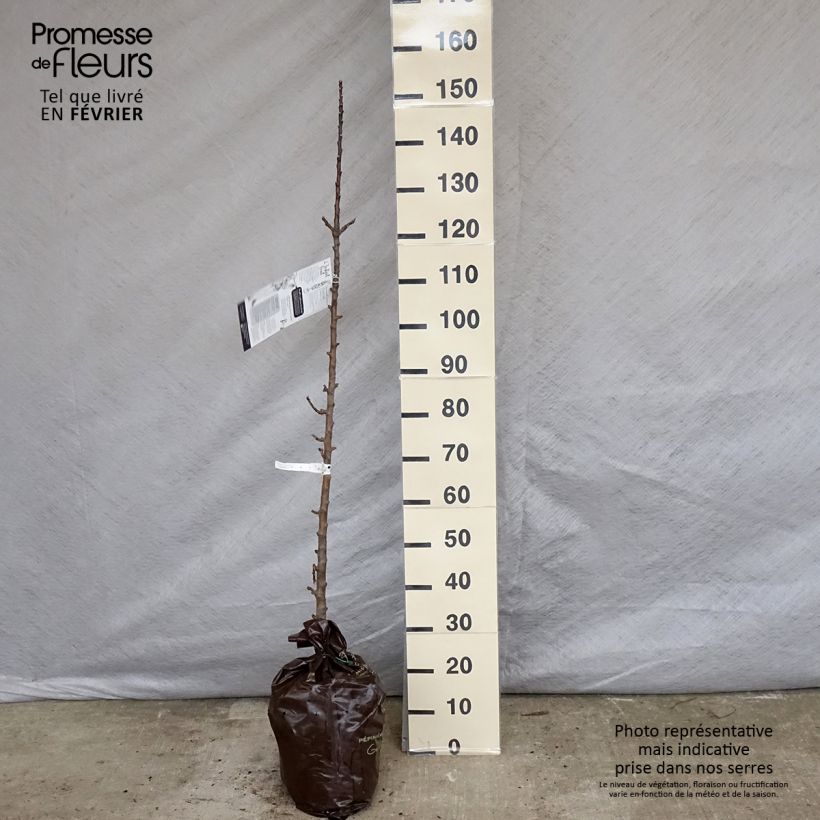 Exemplaar van Zuilvormige appelboom Courson - Georges Delbard Plantklare kluit, Zuilvormig zoals geleverd in de winter