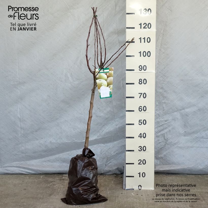 Exemplaar van Appelboom Court Pendu - Georges Delbard Plantklare kluit, Kelkvormig zoals geleverd in de winter