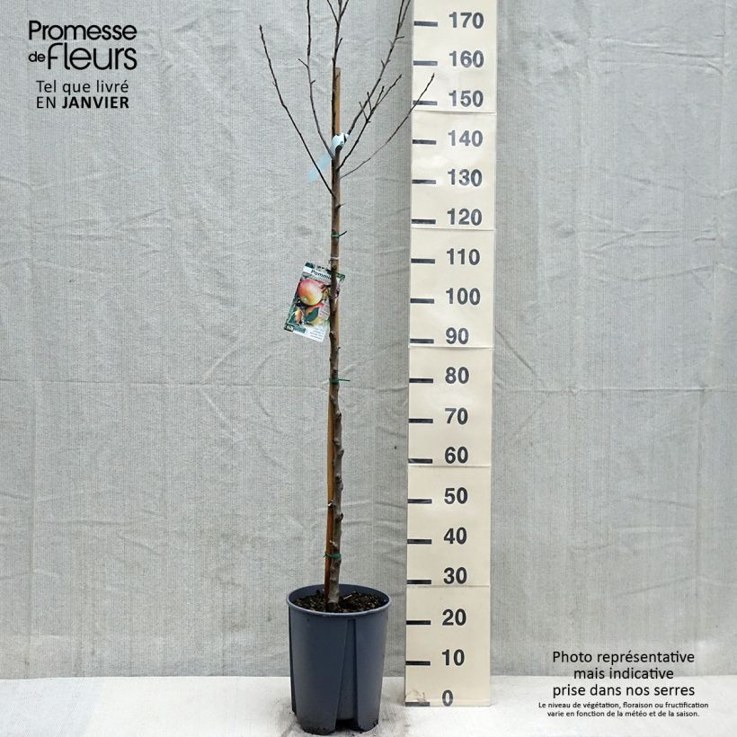 Exemplaar van Appelboom Cox's Orange Pippin Pot van 7,5 l/10 l, Half-hoge stam zoals geleverd in de herfst