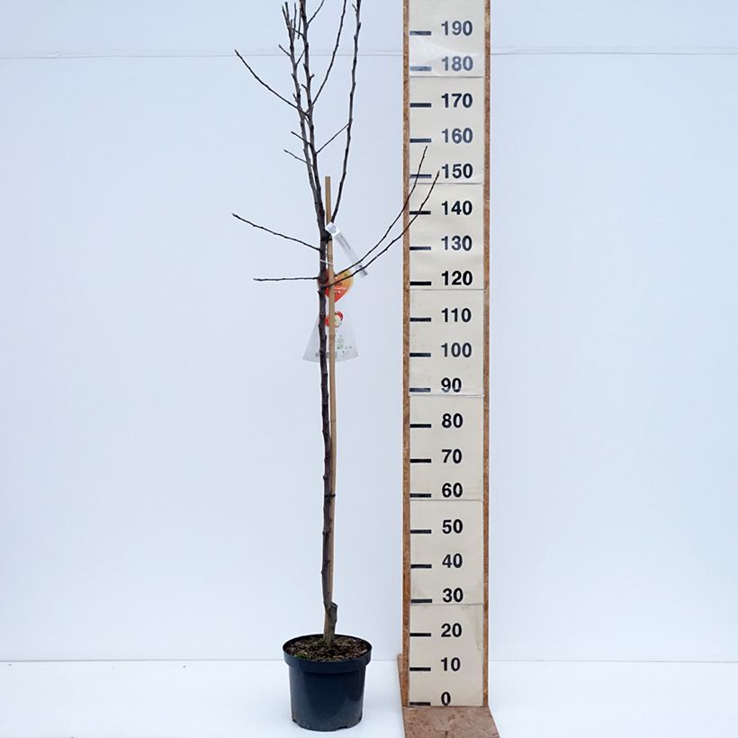 Exemplaar van Appelboom Cox's Orange Pippin Pot van 7,5 l/10 l, Half-hoge stam zoals geleverd in de winter
