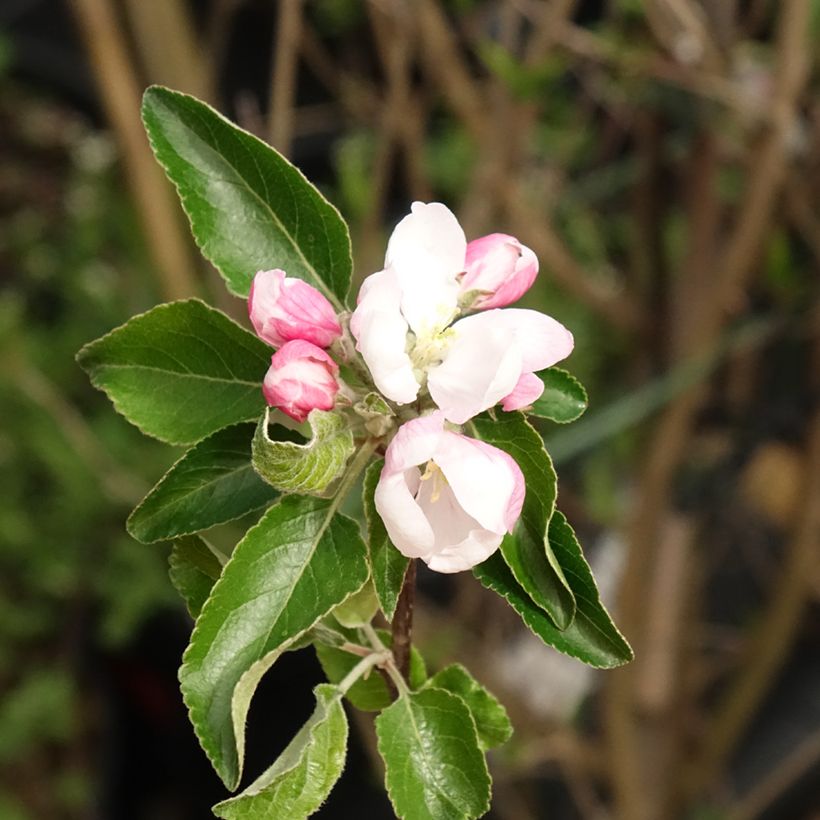Appelboom Cox's Orange Pippin (Bloei)