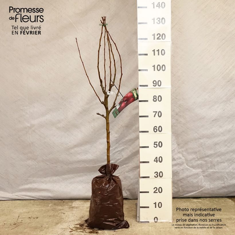 Exemplaar van Appelboom Cybèle - Georges Delbard Plantklare kluit, Kelkvormig zoals geleverd in de winter