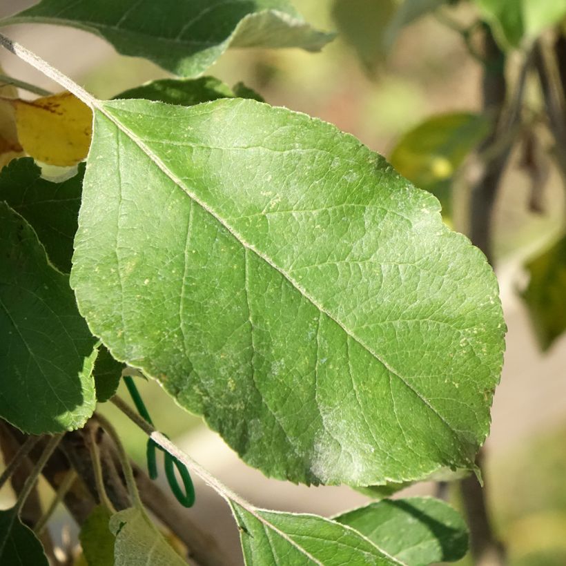 Appelboom Cybèle - Georges Delbard (Blad)