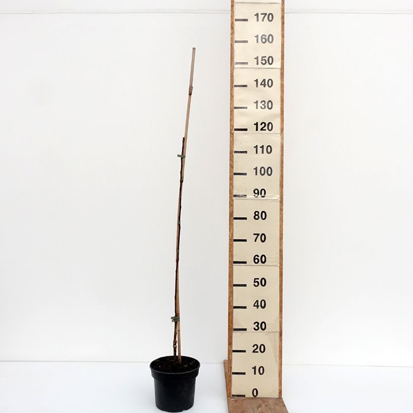 Exemplaar van Pommier Cynamonówka Prążkowana Pot van 4 l/5 l, Onderstam zoals geleverd in de winter