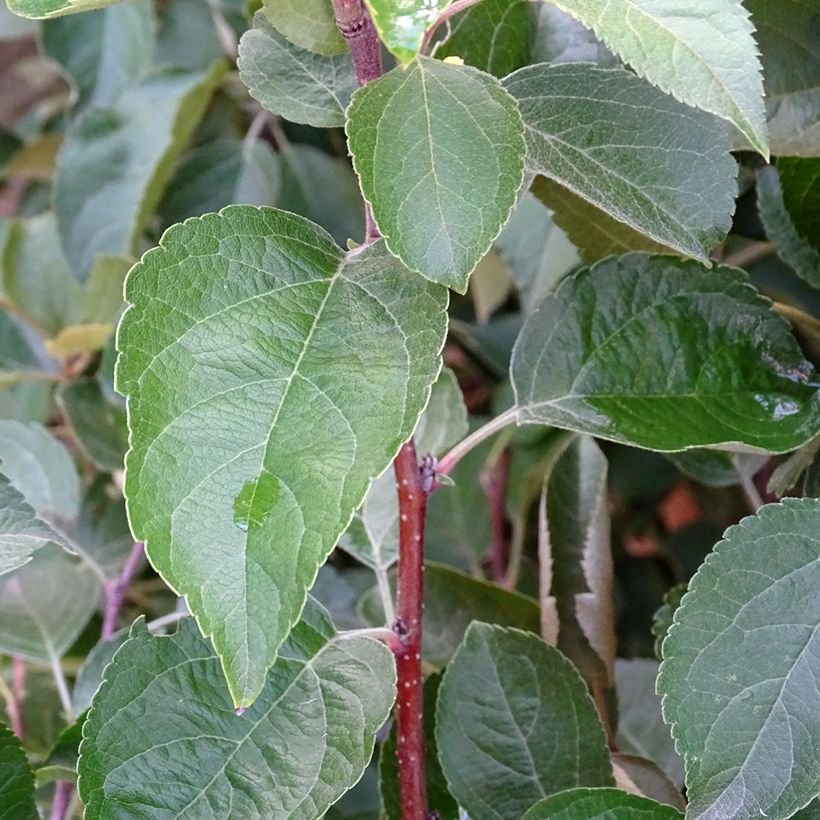 Malus Evereste Perpetu - Sierappel (Blad)