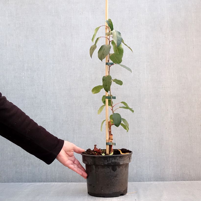Exemplaar van Malus Adirondack - Sierappel Pot van 4 l/5 l zoals geleverd in de herfst