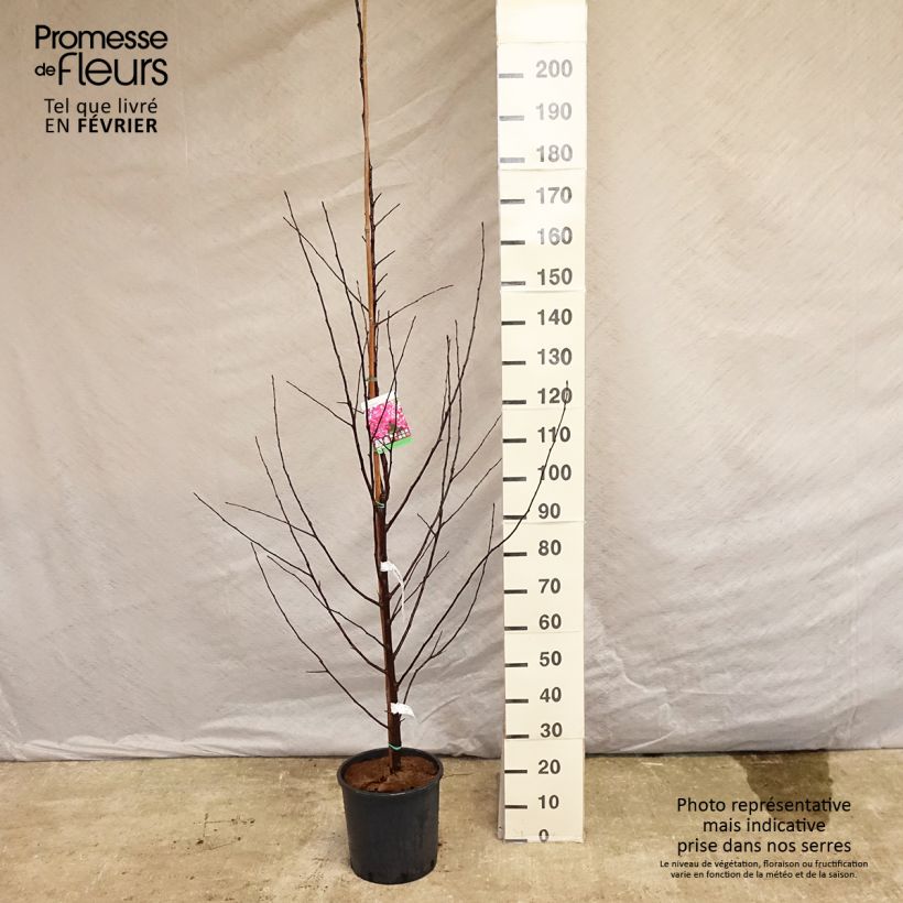 Example of Pommier d'ornement - Malus Coccinella Courtarou Pot van 7,5 l/10 l as you get in hiver