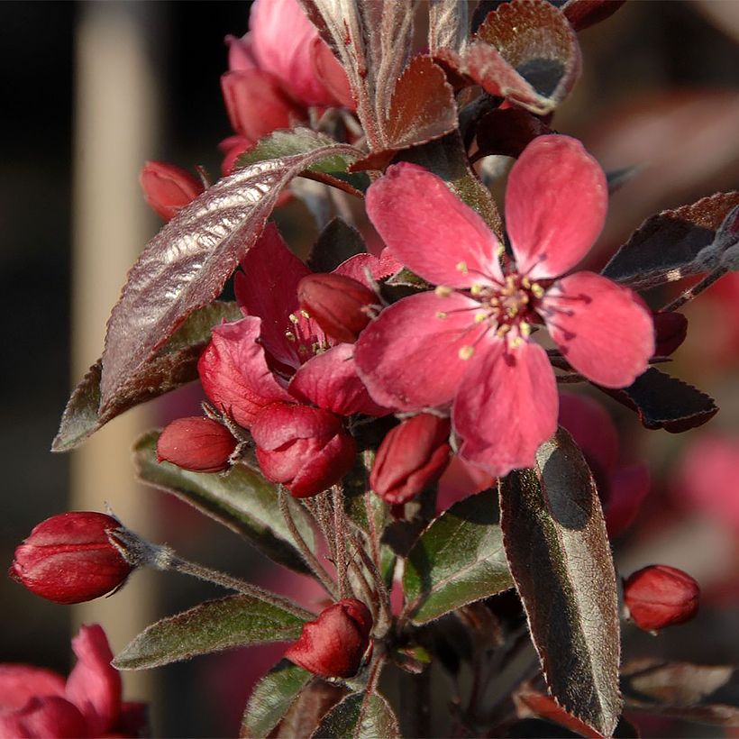 Malus Dark Rosaleen - Sierappel (Flowering)