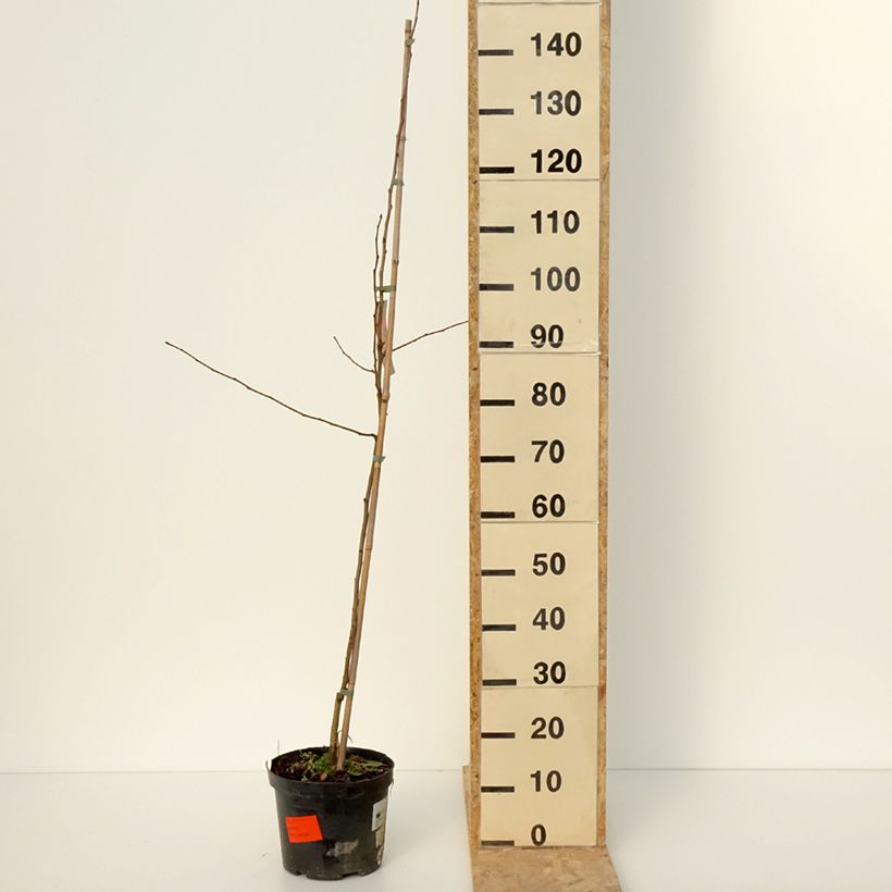 Example of Malus robusta Dolgo - Sierappel Pot van 4 l/5 l as you get in hiver