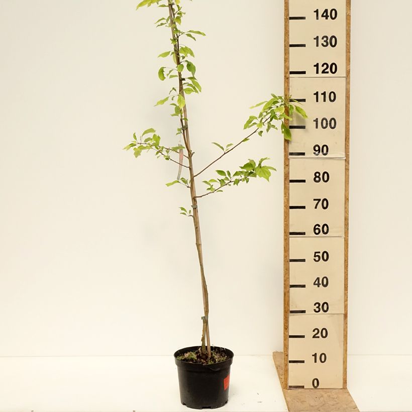 Exemplaar van Malus robusta Dolgo - Sierappel Pot van 4 l/5 l zoals geleverd in de lente