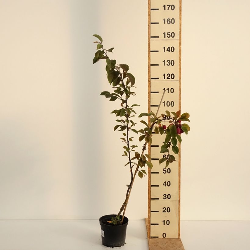 Exemplaar van Malus purpurea Eleyi - Sierappel Pot van 4 l/5 l zoals geleverd in de zomer