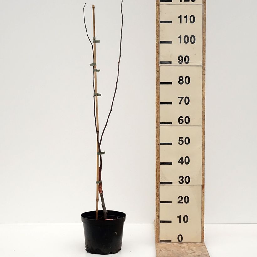 Example of Pommier d'ornement - Malus Eleyi Pot van 4 l/5 l as you get in hiver