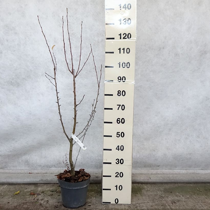 Exemplaar van Malus Golden Hornet - Sierappel Pot van 4 l/5 l zoals geleverd in de herfst