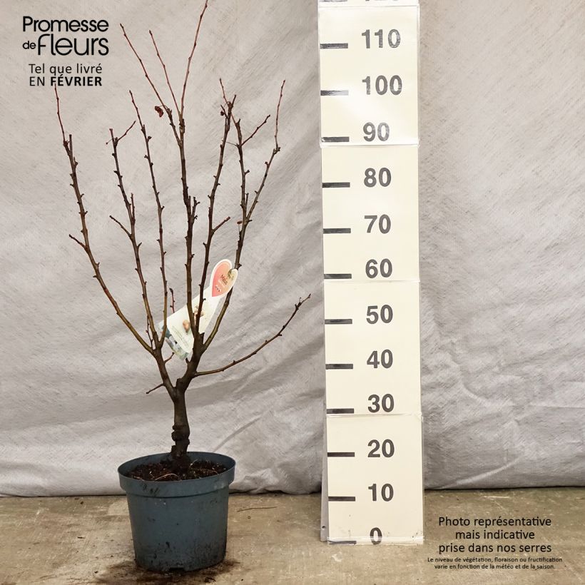 Example of Pommier d'ornement - Malus Golden Hornet Pot van 6 l/7 l as you get in hiver